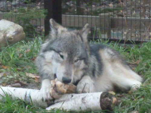 かじり続ける男！