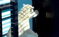 おびひろ妄想劇場(お誕生日編)