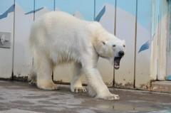 円山妄想劇場(父娘・対決編)