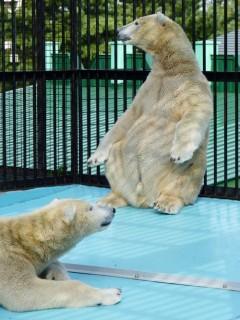 円山＆おびひろ妄想劇場(姉ちゃんの誕生日編)