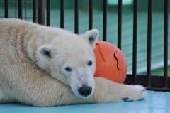 おびひろ妄想劇場(あるデブリーマンの生活編)