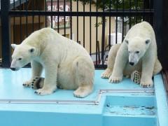 おびひろ妄想劇場(踊るぽんぽこりん編)