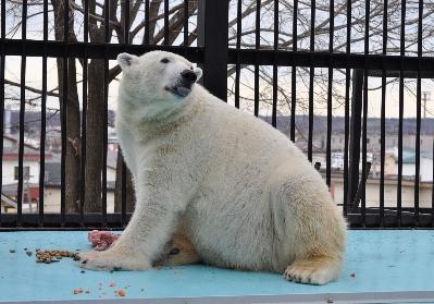 おびひろ妄想劇場(泳ぐぽんぽこりん編)