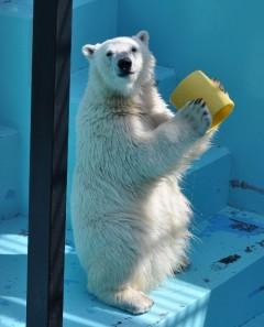 おびひろ妄想劇場(キロル少年の恵方巻き編)