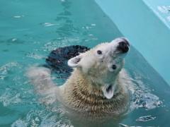 おびひろ妄想劇場(キロルシェフの３分間クッキング・ドーナツ編)