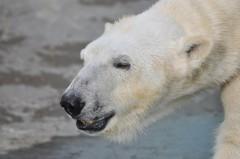 円山＆おびひろ妄想劇場(バレンタインコラボ編)