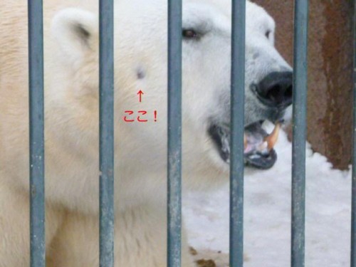 デナリンショック…