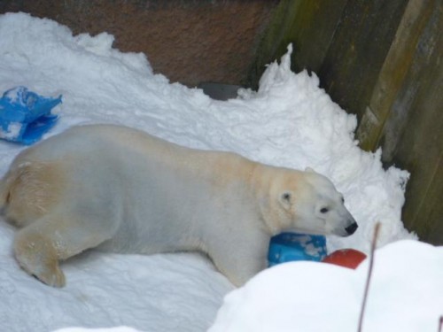 今日のピリカちゃん
