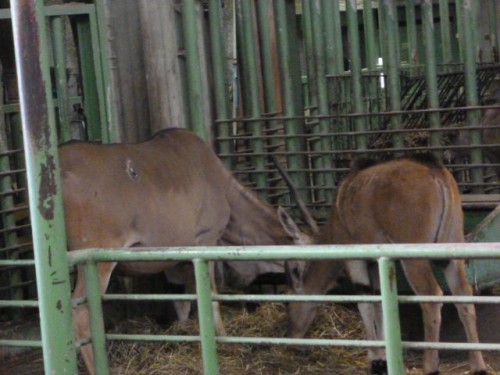 やっと撮れました!