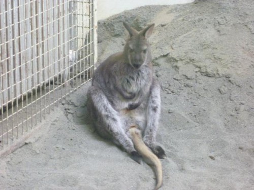 ミミちゃんのお宅訪問