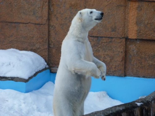 またまた、ピリカちゃん♪