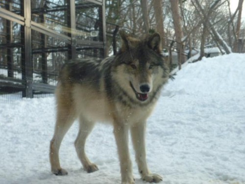 ルークな坊っちゃん♪