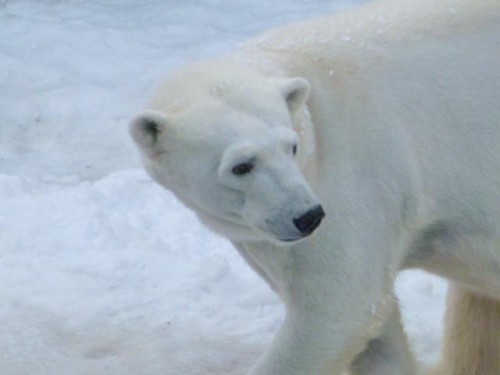 またまたピリカちゃん！