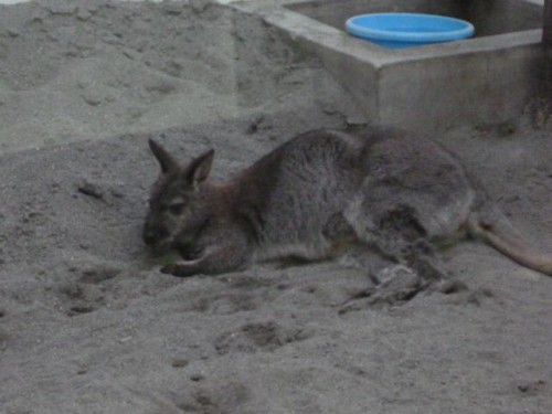 夕方のミミちゃん♪