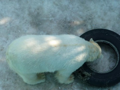 ただいま格闘中！