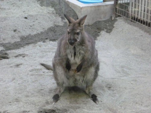 昨日のミミちゃん