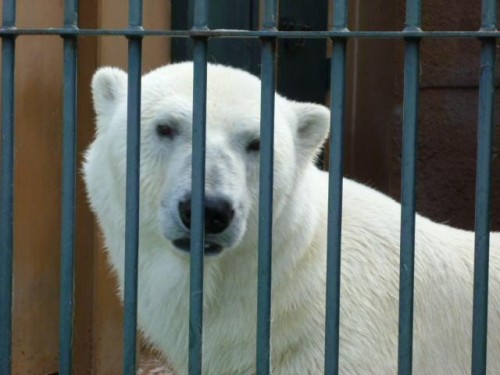 円山&おびひろ妄想劇場(ひな祭り編)