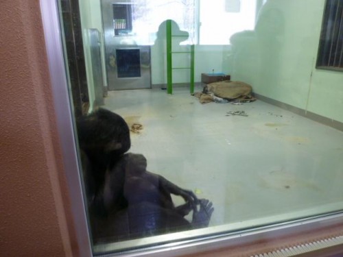 ピ～ンポ～ン♪