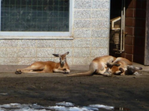 カンガルーさん家