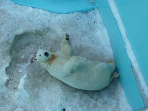 キロル君は大丈夫です！