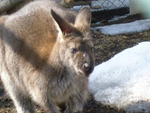 ミミちゃんの…