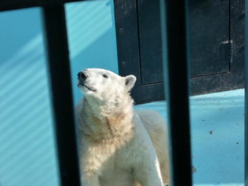 ふたたびホッキョクさん家へ１