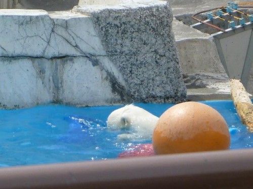 今日の親子