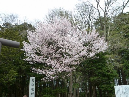 円山の桜