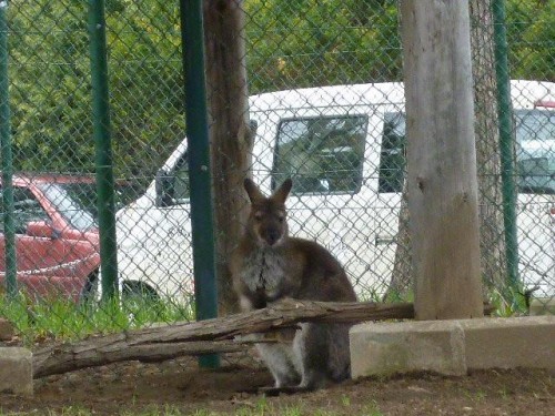 ミミちゃんと仲間達