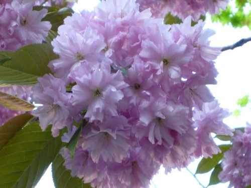 今日も桜～♪