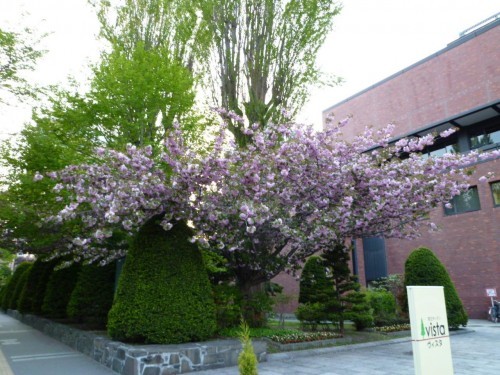 桜～( ´艸｀)
