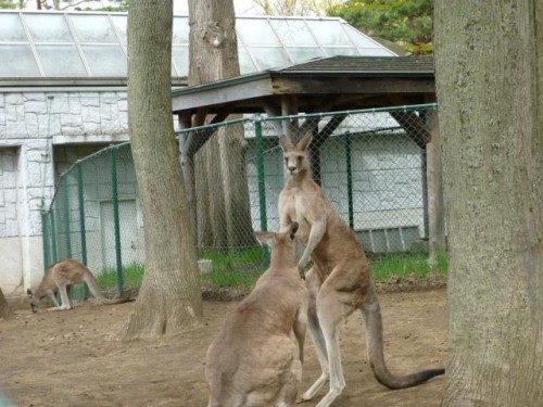カンガルー