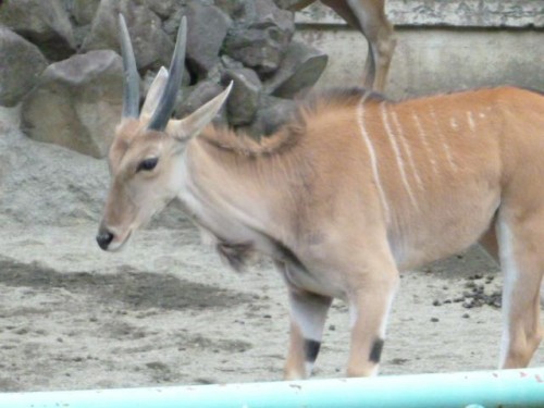 ニコちゃん