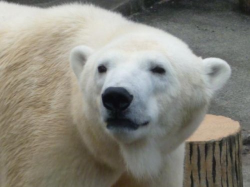 おめでとう!ピリカちゃん♪