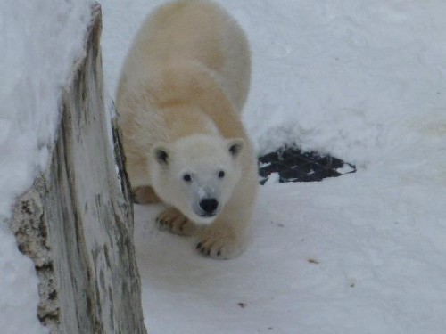クマの仕事納め