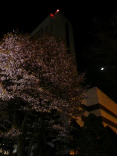 夜桜!?