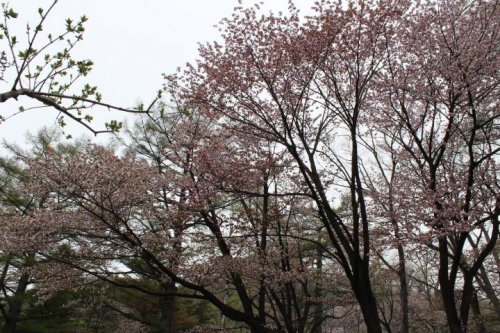 桜はやっぱりいいね