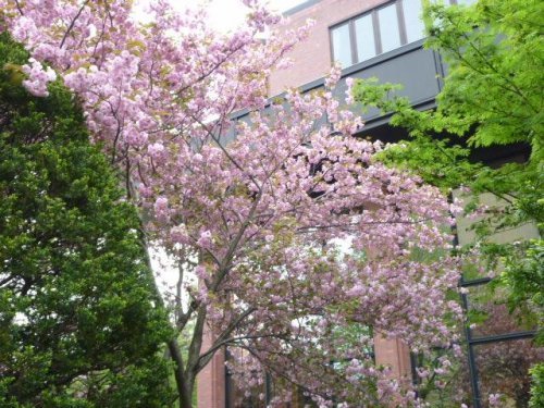 八重さんをもとめて