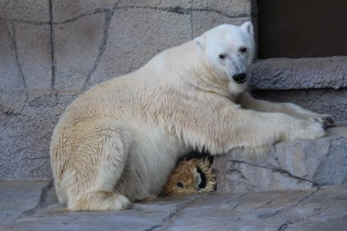 遅ればせながらおめでとうございます
