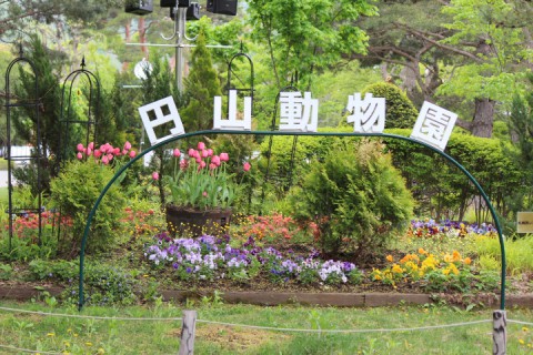 久しぶりの円山動物園1