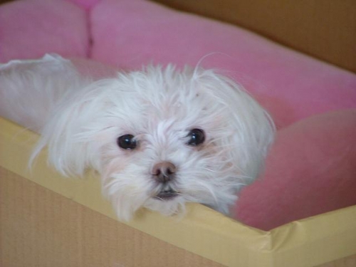 看板犬だったのに・・・