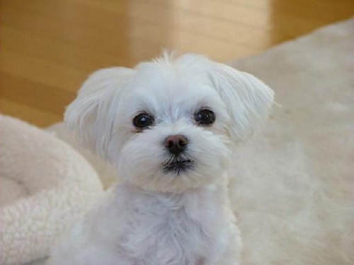 頑張って生きてます。