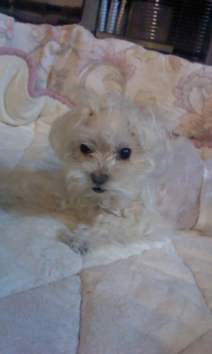 チャッピーのこと