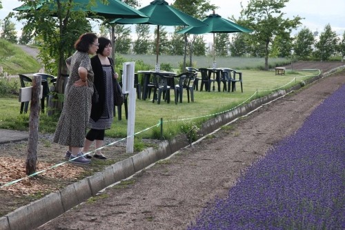 紫色のじゅうたんが広がる 富良野町