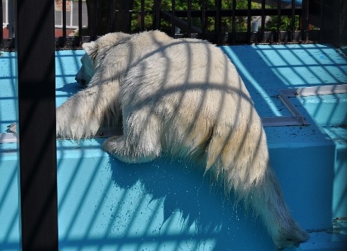 6月26日~どっちのポリタン?その2