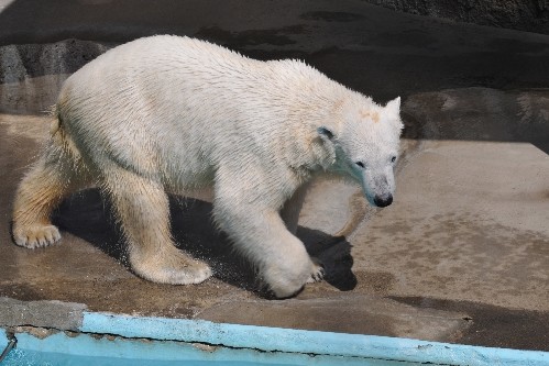３月２８日～浜松市動物園・キロル～朝から１１時頃