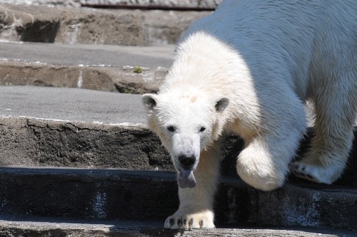 3月28日~浜松市動物園・キロル~12時から15時過ぎ