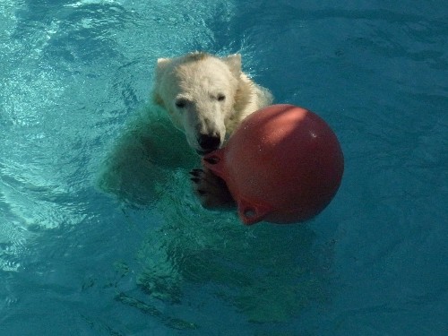 3月27日~浜松市動物園・キロル~浮き遊び