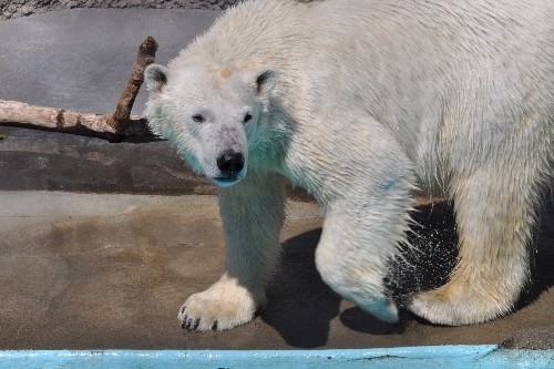 3月26日~浜松市動物園・キロル~12時から15時半まで
