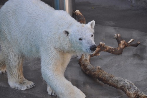 ３月２６日～浜松市動物園・キロル～１５時半から閉園まで